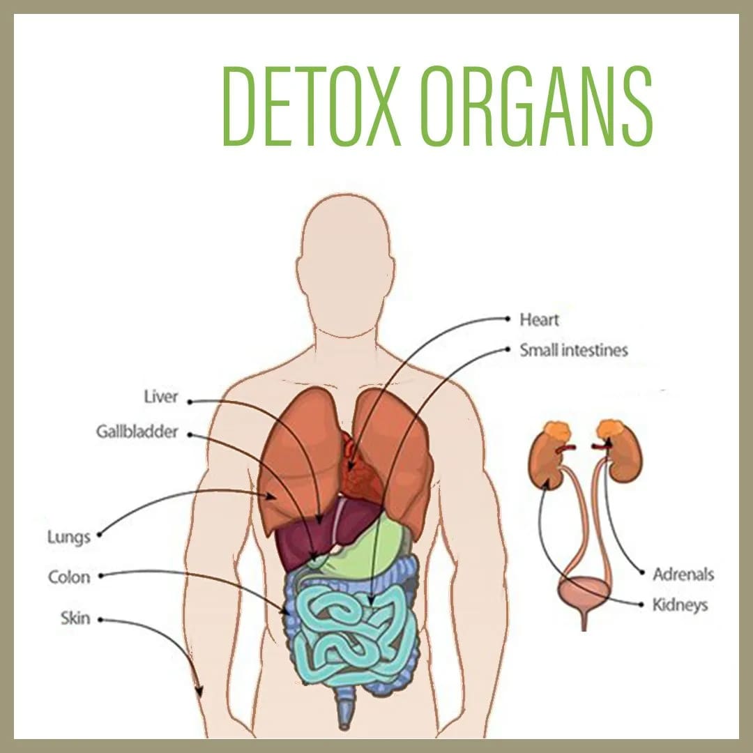 detox-organs